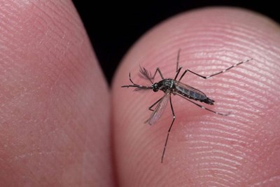 Tips for Mosquito Season