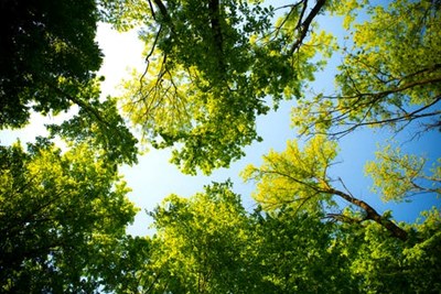 Arbor Day Tree Giveaway 2025
