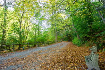 Wissahickon and Cross County Trails Feasibility Studies Virtual Public Meeting