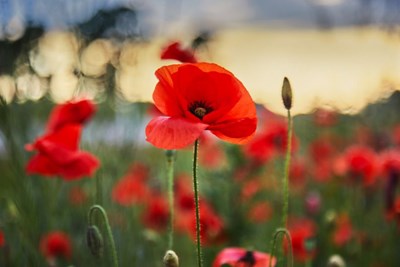 Veterans Day Closure & Modified Trash 2025